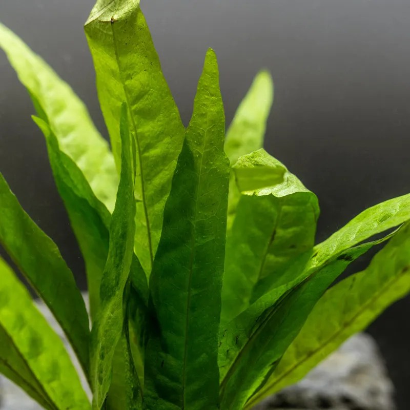 Java Fern Soft (Microsorum pteropus) (Potted) - Image 2