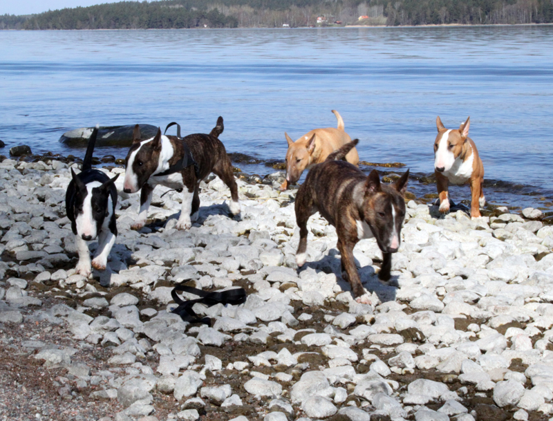 Miniatyrbullterrier Tinybull's Miniature Bull Terrier