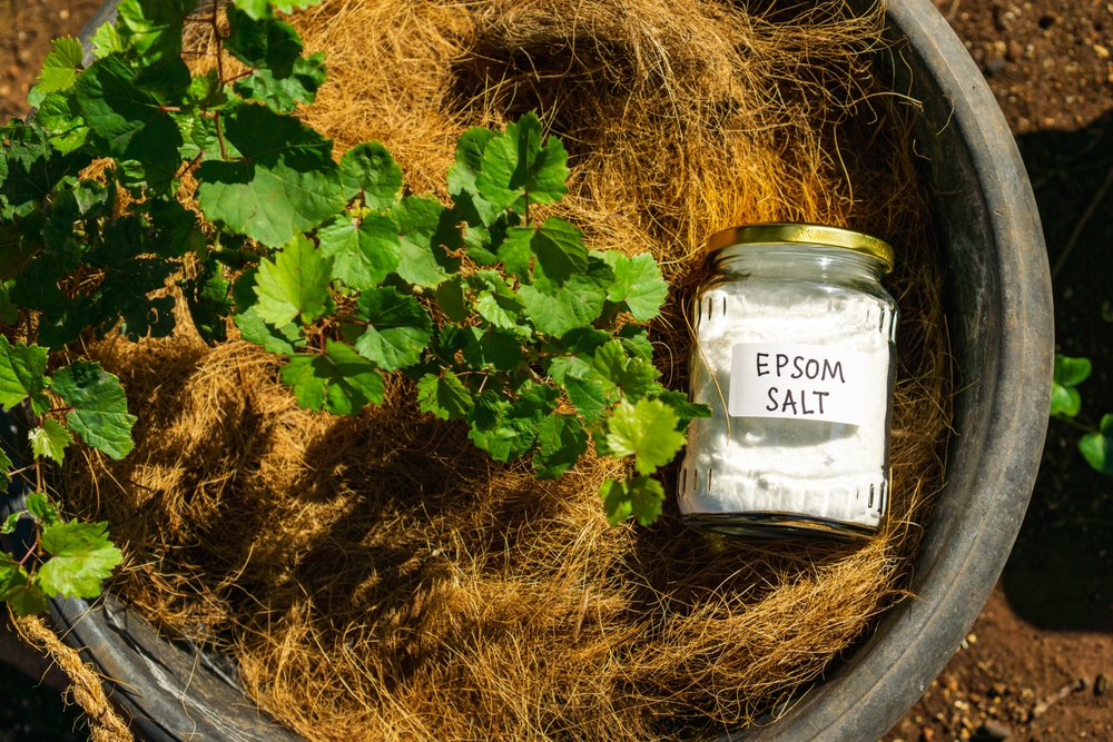 Unveiling the gardener's secret: the wonders of epsom salt