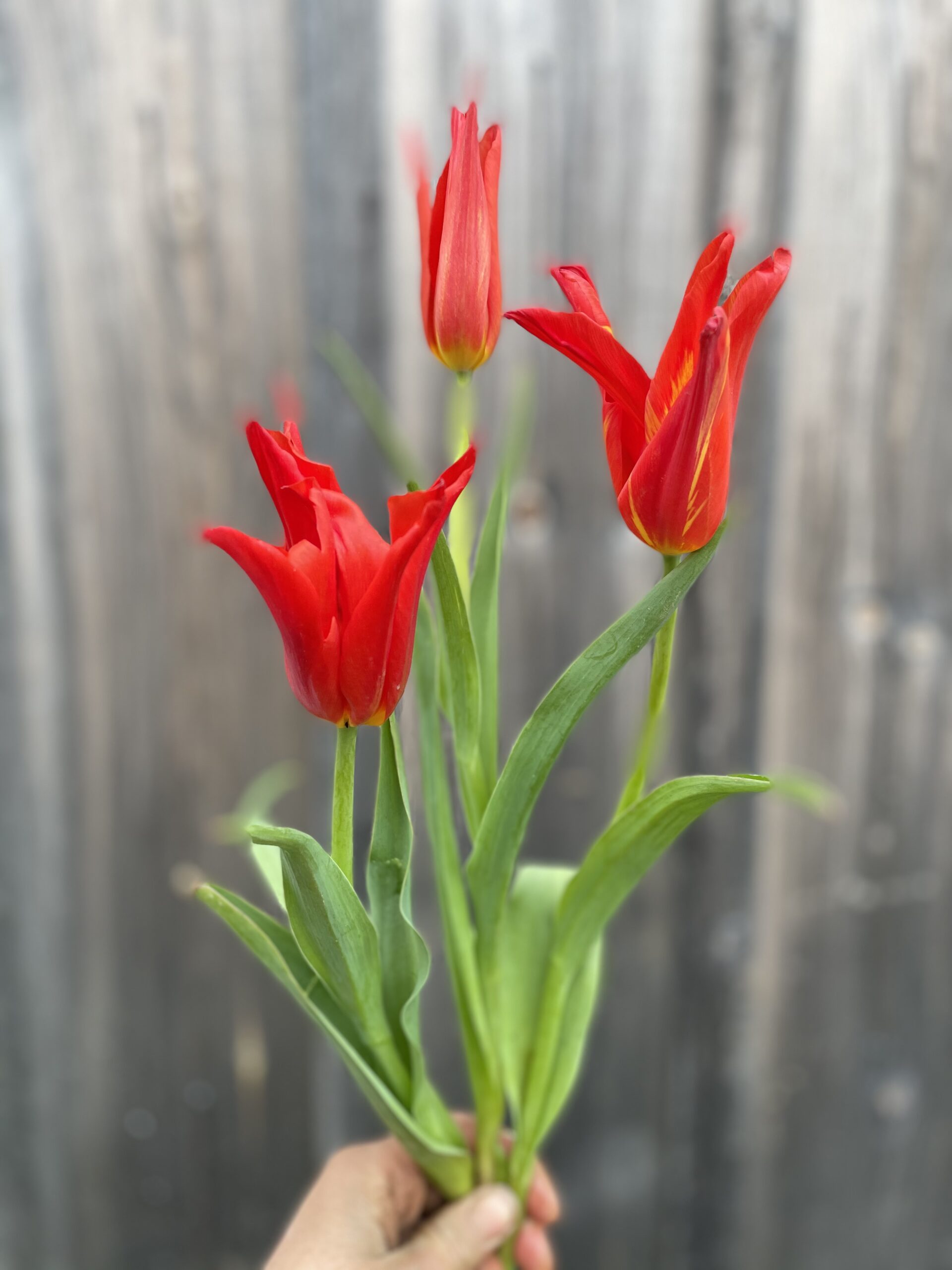 Tiny Hearts Farm Tulip Bulbs