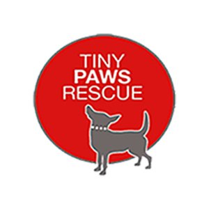 adopt a dog - tiny paws chi rescue - spring tomball houston tx on tiny paws pet shop reviews