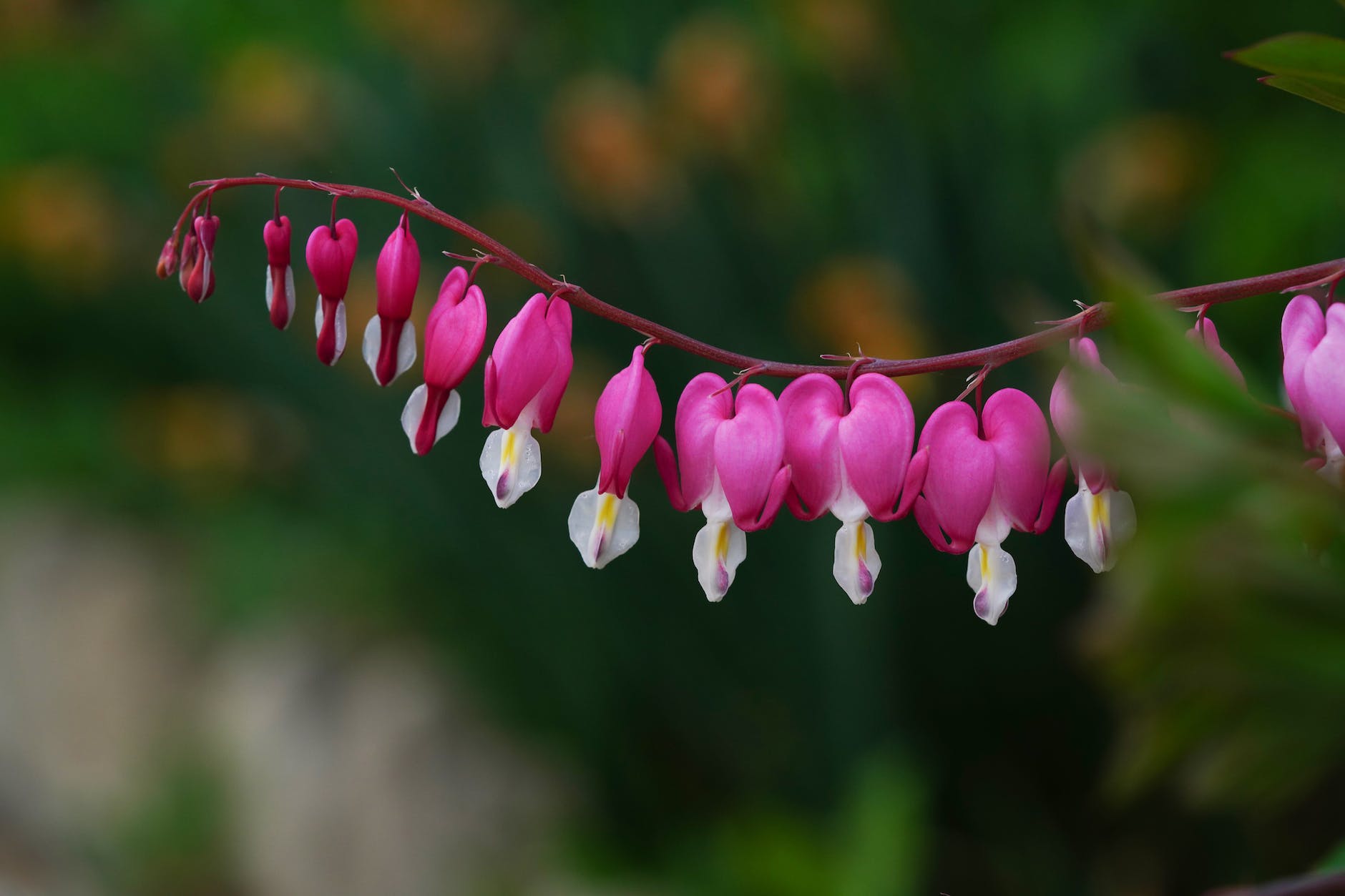 bleeding heart flowers
