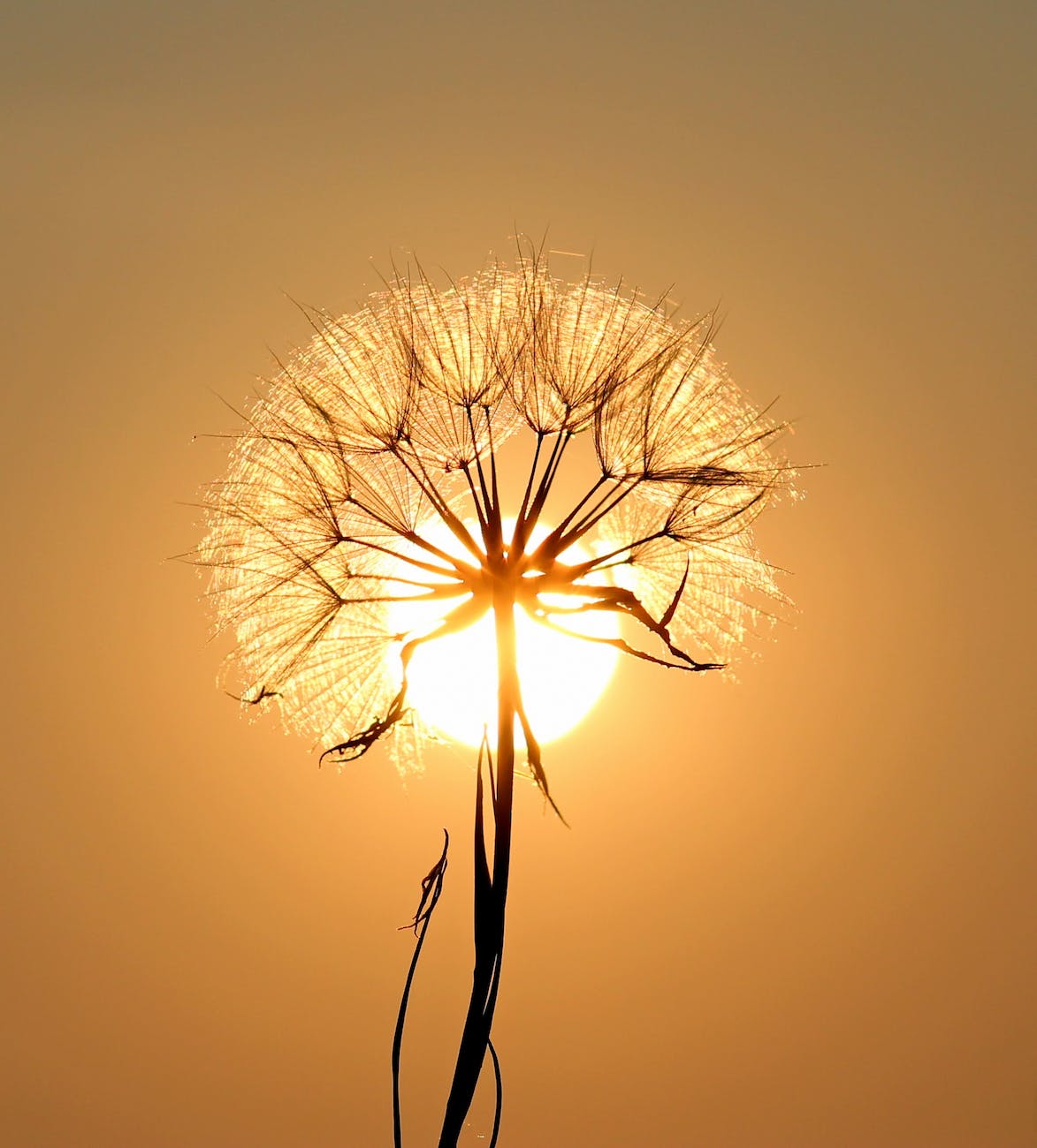 white dandelion flower