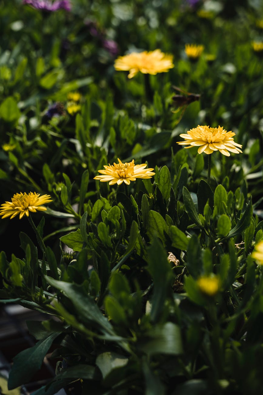 blooming dandelions growing in nature