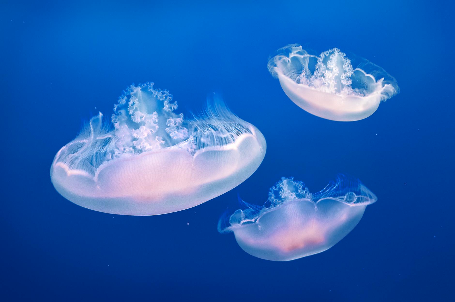 three jellyfishes