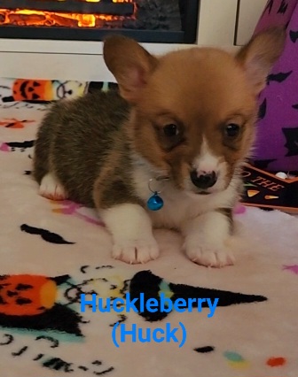huckleberry
