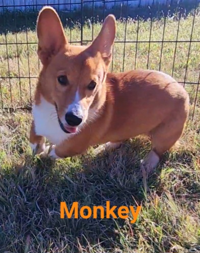 monkey