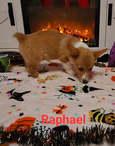 raphael