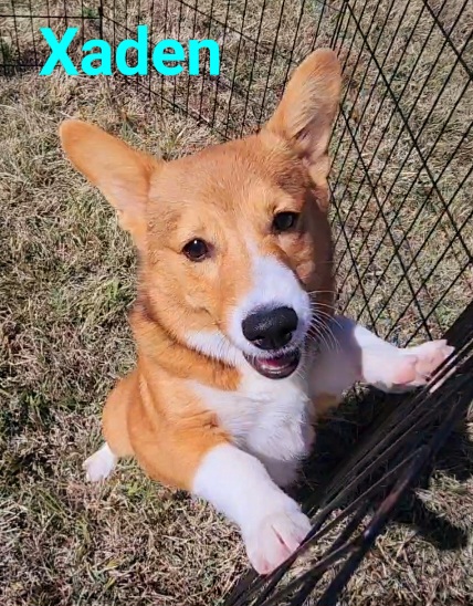 xaden