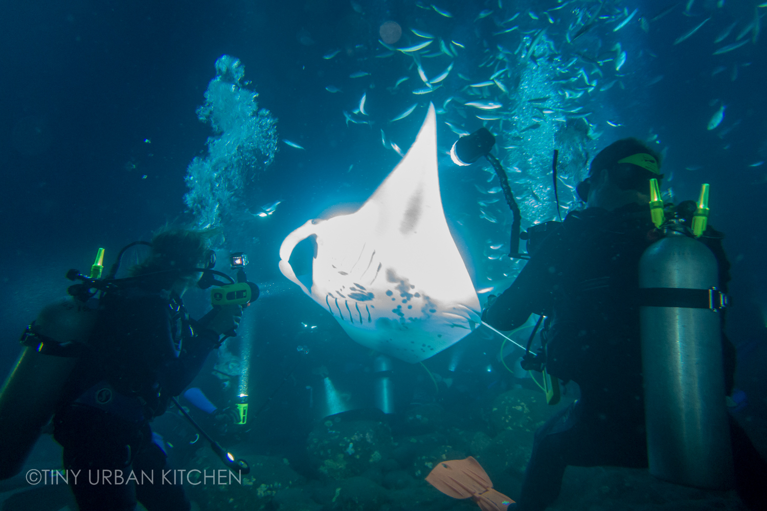This is the home of kona coffee: The Big Island Manta Rays Sea Turtles And Kona Coffee