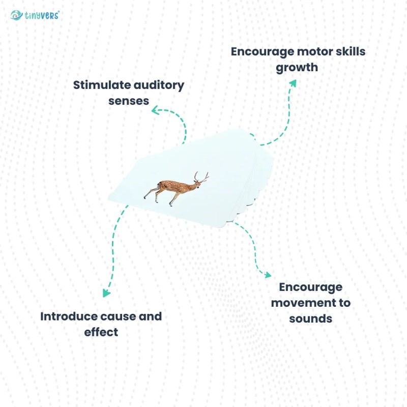 Sea Animals Learning Cards Tinyvers - Desktop Light Illustrations for Desktop