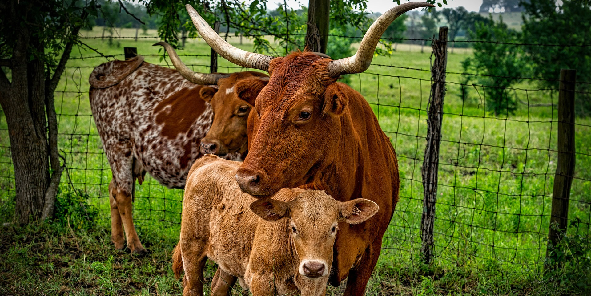 Texas DIR » Vendor & Contracts List » Department of Information Resources