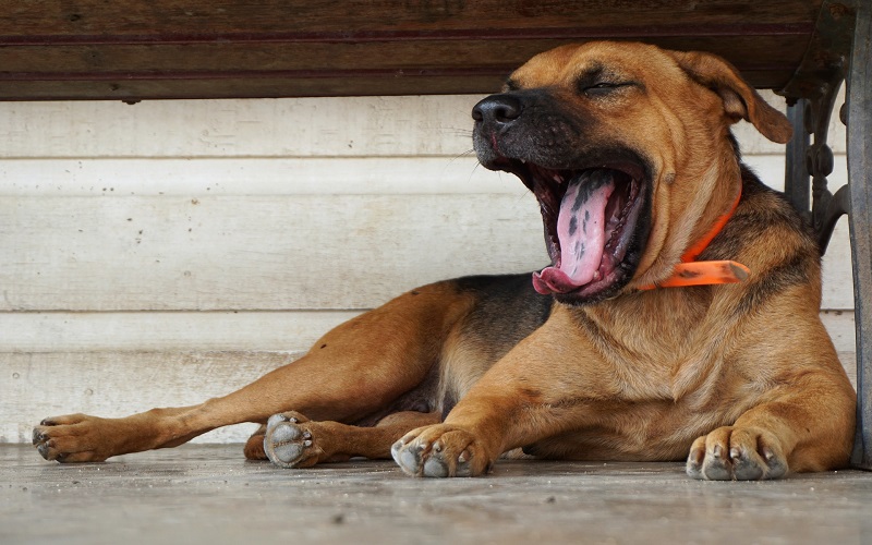 How to Exercise a Lazy Dog Tips from a Dog Trainer.