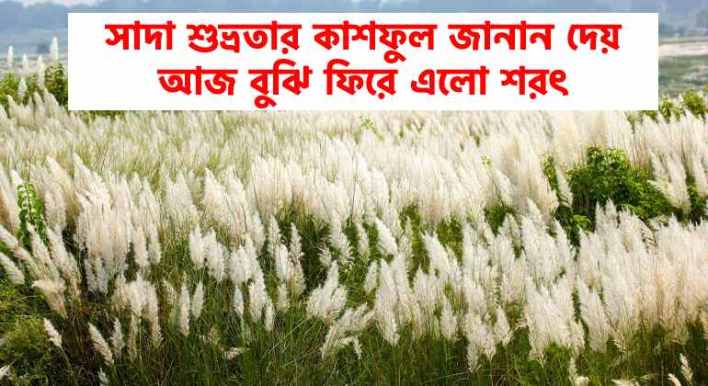 কাশফুল শরৎ