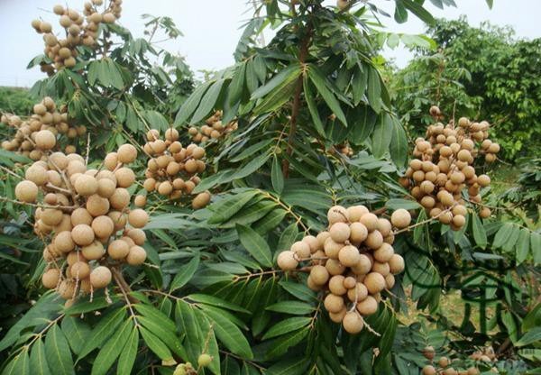 Juaranya buah kelengkeng kelengkeng puangphet cocok untuk dikebunkan atau koleksi hasil okulasi tinggi : 6 Ciri-Ciri Kelengkeng Pingpong yang Sedang Hits dan