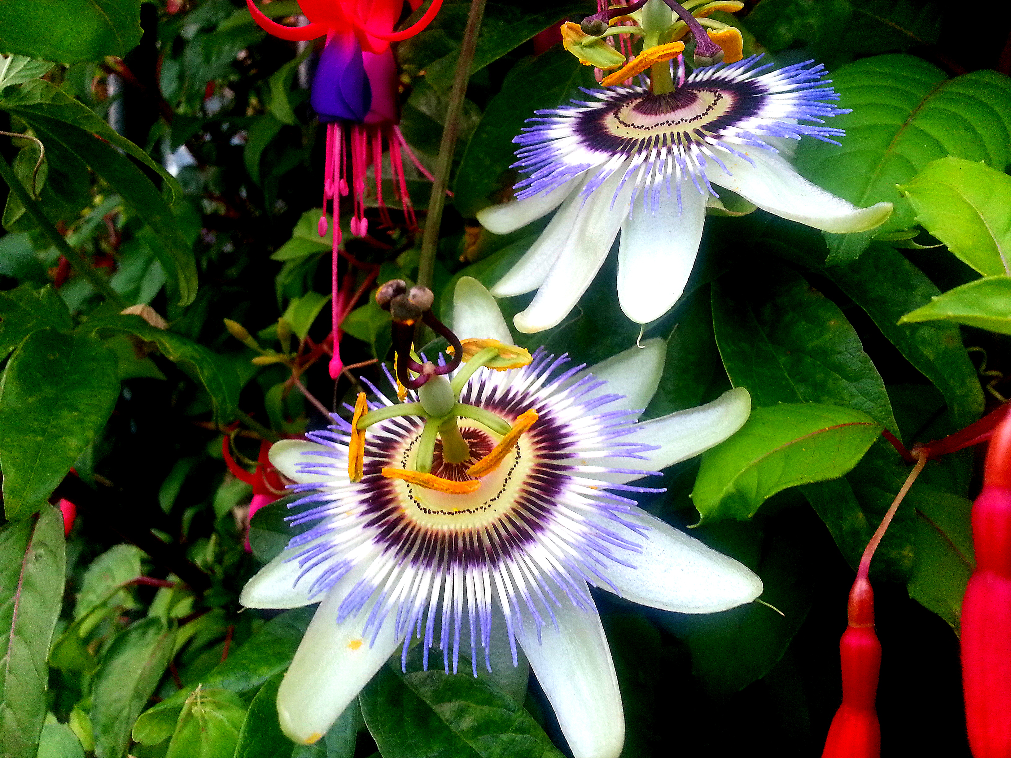 The flower of life meaning is, therefore, a geometric representation of the universe. Life Is Like A Flower Tisflashpoint