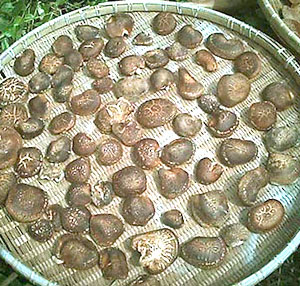 √99以上 干し椎茸 作り方