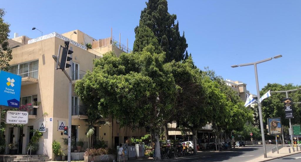 עצי הפיקוס שניצלו בתל אביב. צילום: משרד החקלאות ופיתוח הכפר