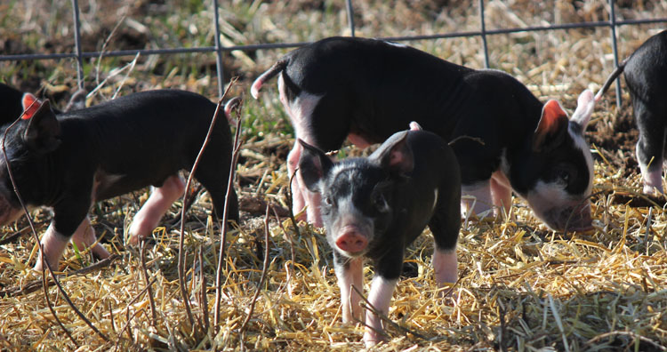 Single Pig