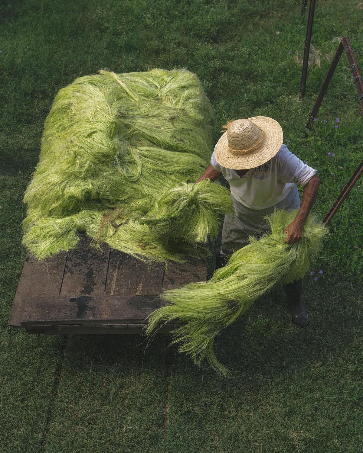 Henequén: una historia tejida en Yucatán