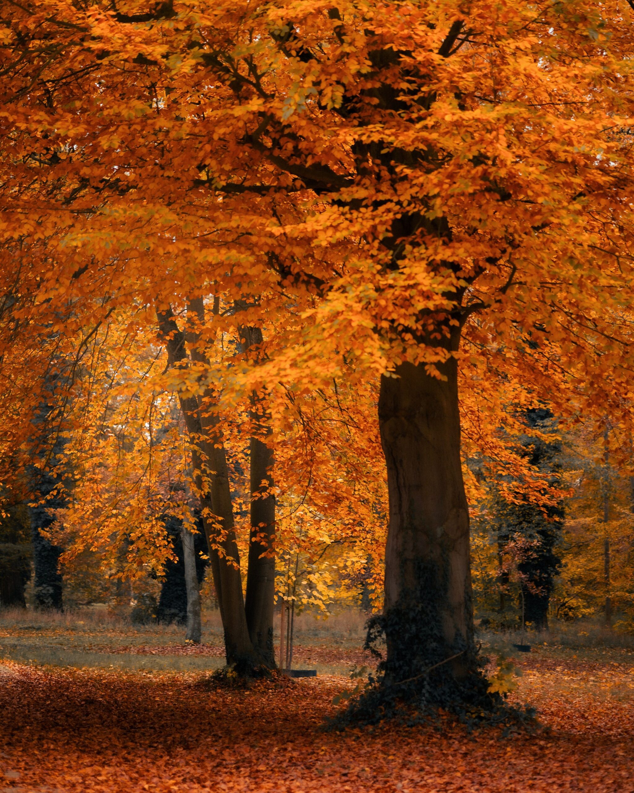 Seis maneras de decir otoño