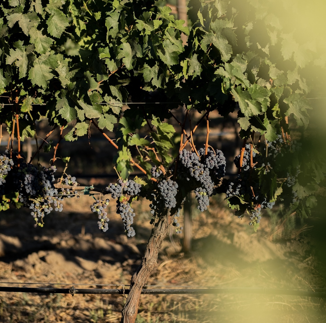 T Travel | Valle de Guadalupe