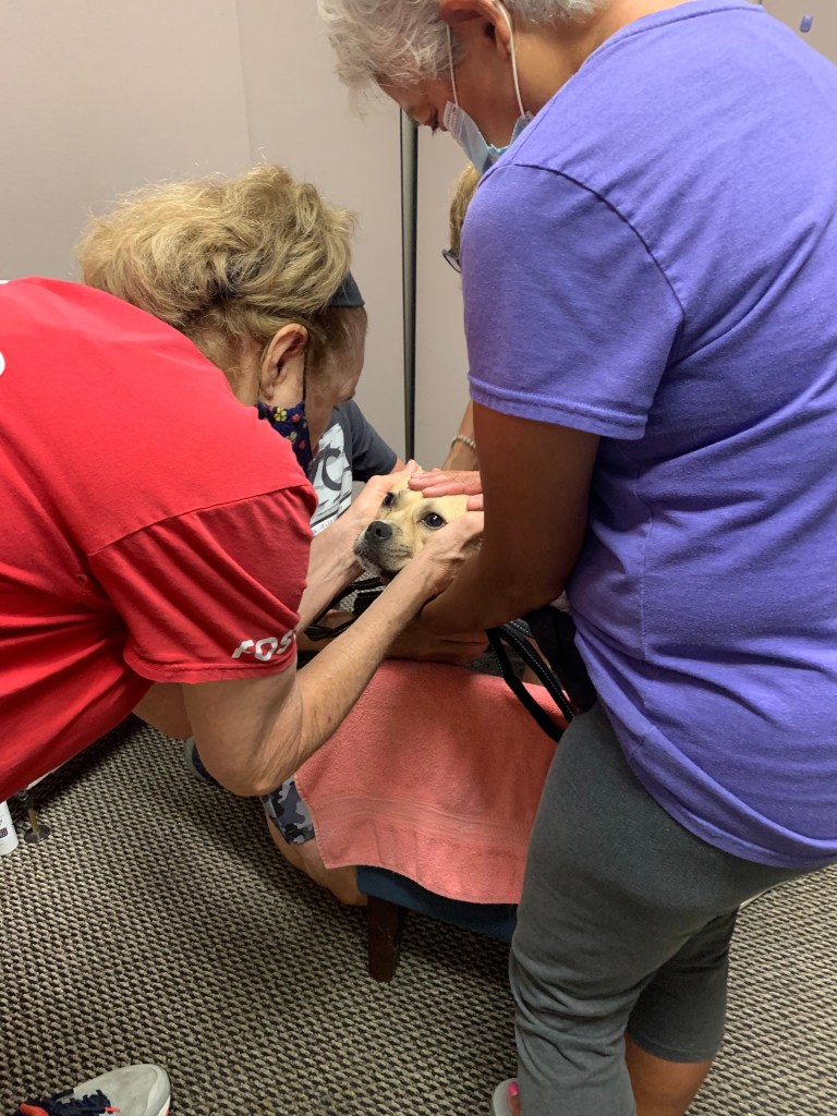 Our heartworm positive dogs need your help! - Take Me Home Pet Rescue