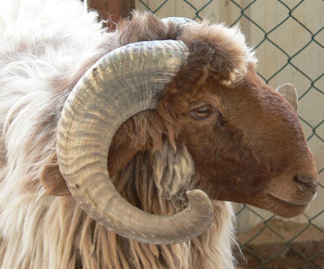 The Ram Called Olah