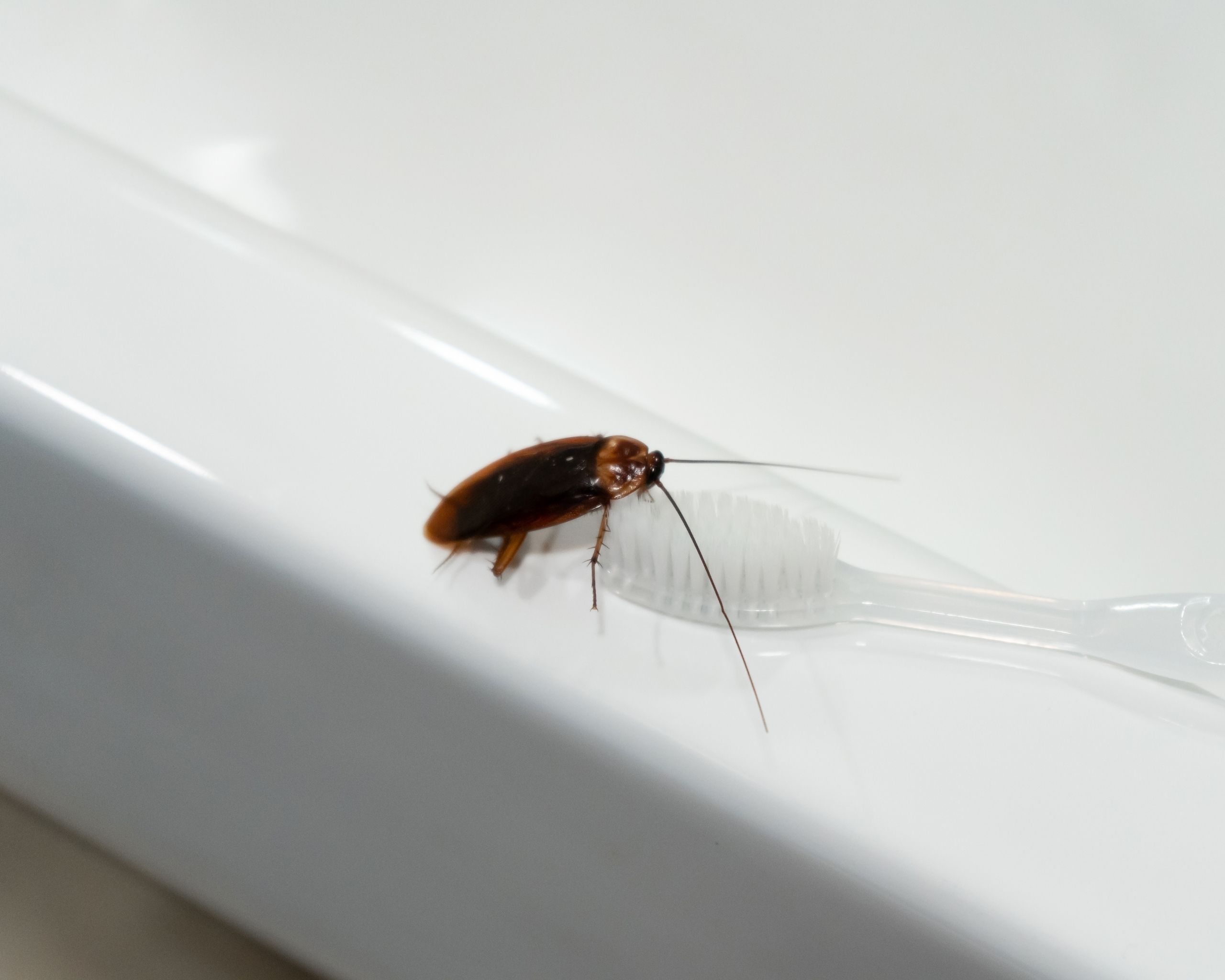 pest control services, Top Notch Pest Control