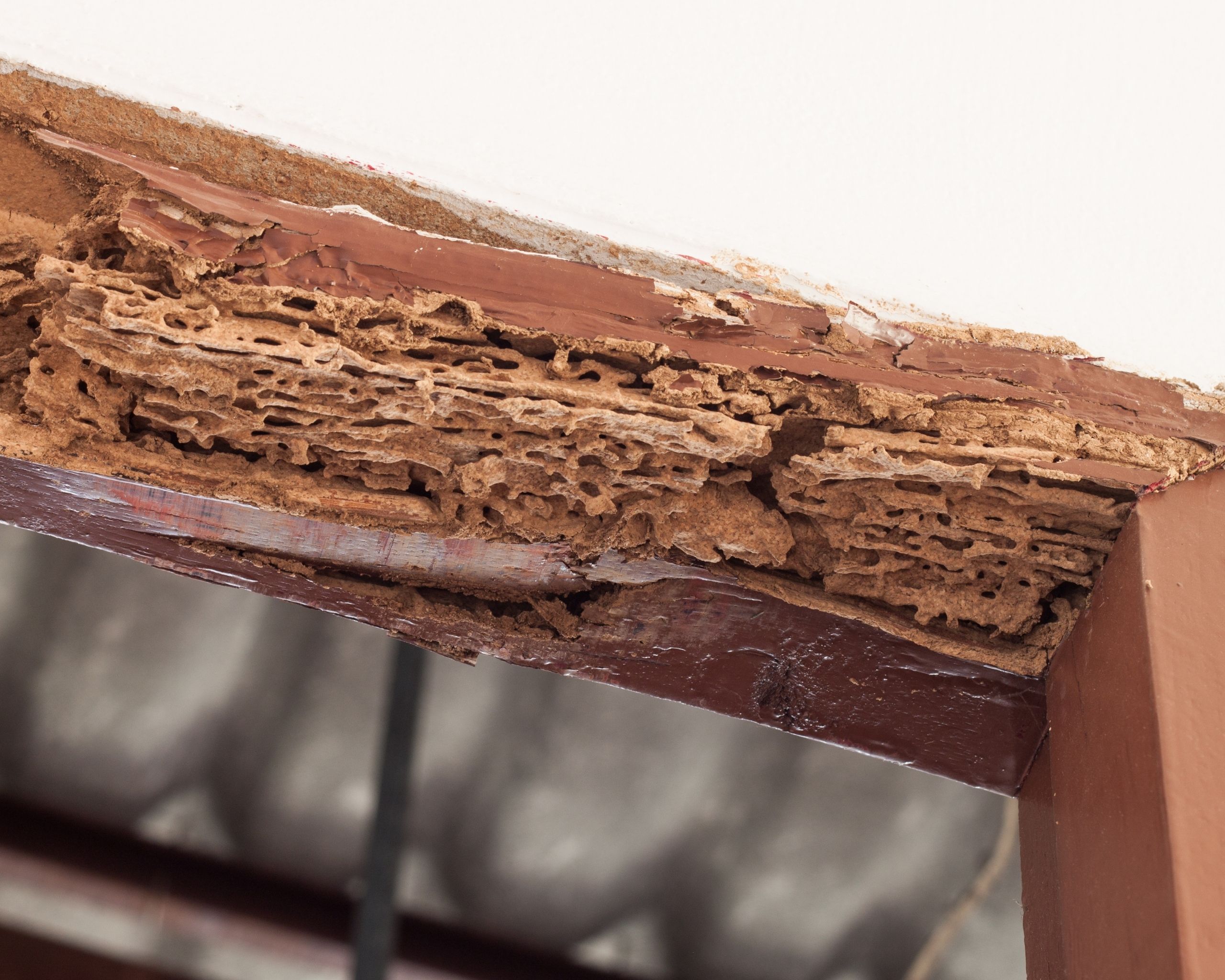 anay pest control, Top Notch Pest Control