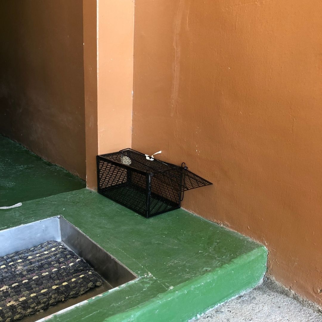 pest control methods, Top Notch Pest Control