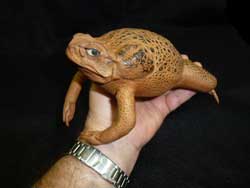 Cane Toad Taxidermy Toadfactory Com - Best Colorful Designs in Full HD