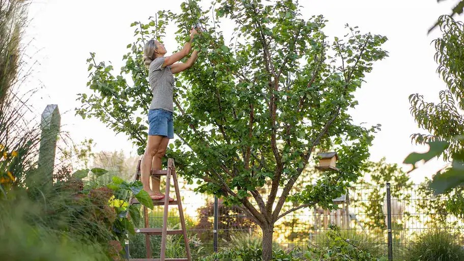 Seasonal Tree Care Tips