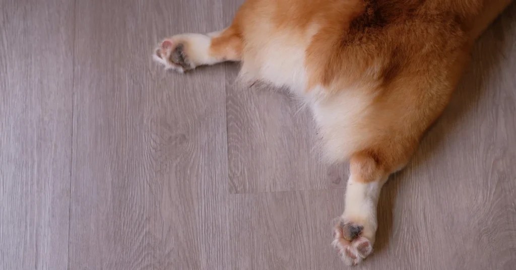 Kitchen Clean-Up to Canine Care Exploring the Safety of Anal Gland Expression