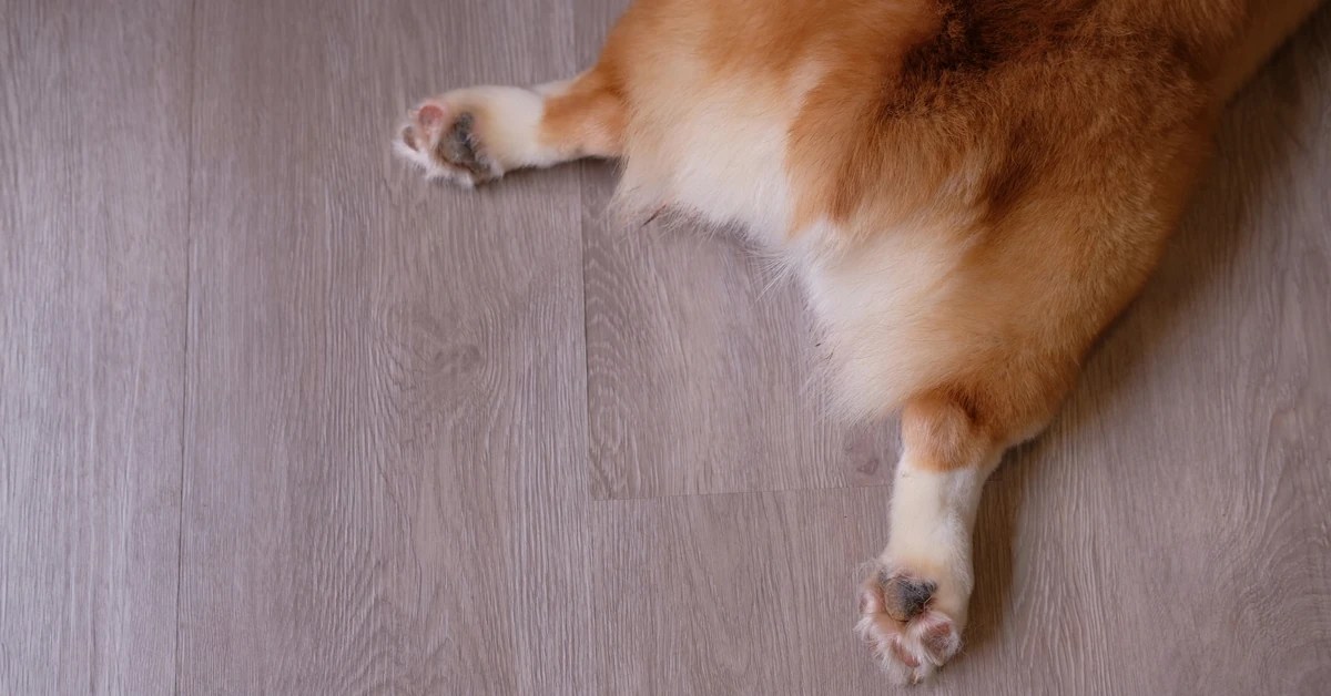 Kitchen Clean-Up to Canine Care Exploring the Safety of Anal Gland Expression