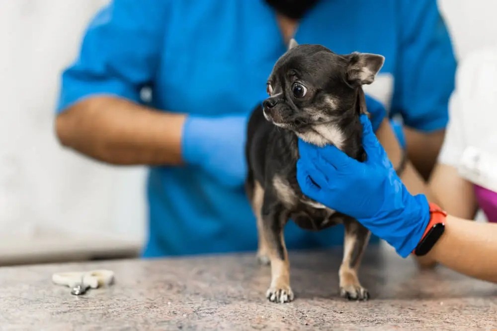 is anal gland expression safe