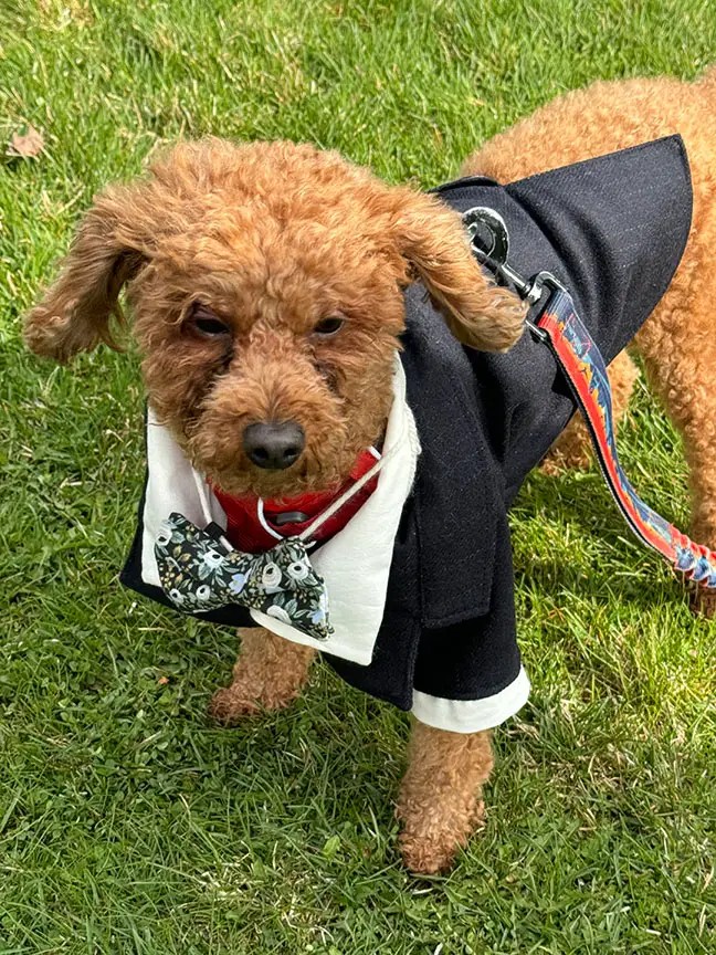 Dog dressed in tuxedo at Wedding, Pine and Pond, Ponoka, Alberta