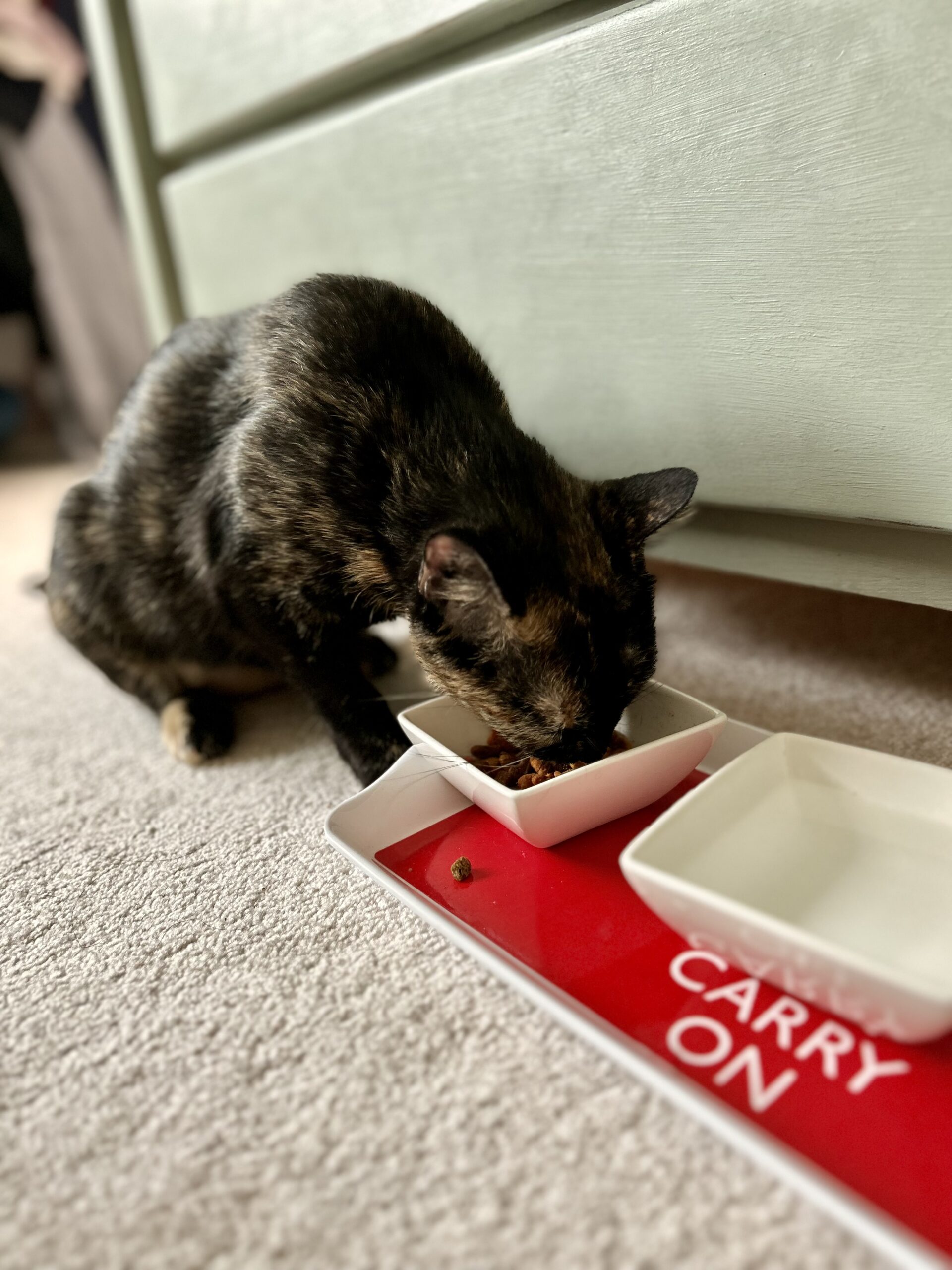 Babysitting a Foster Cat