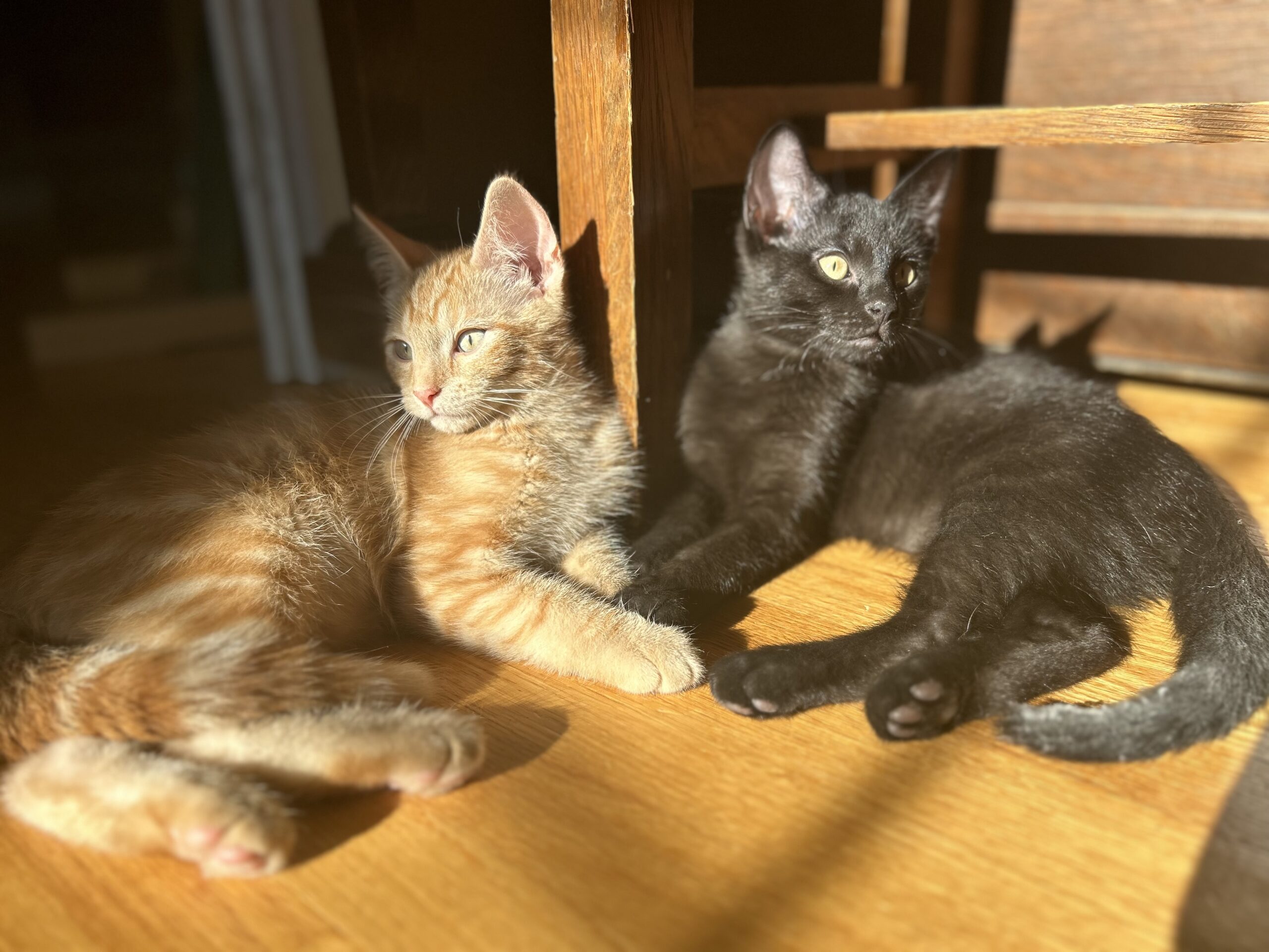 Foster Kitten Brothers... adopted