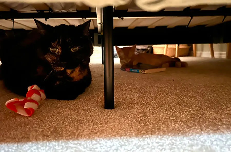 new foster cat with kitten