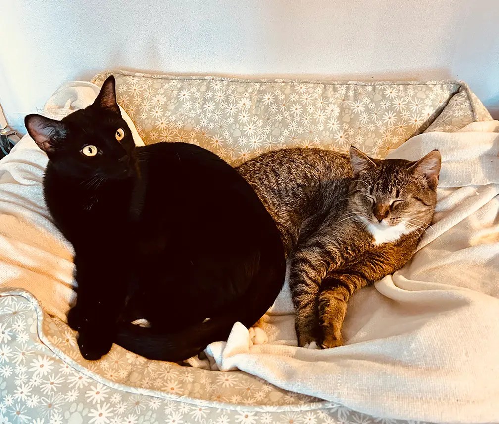 If My Life Were a Western Movie Title