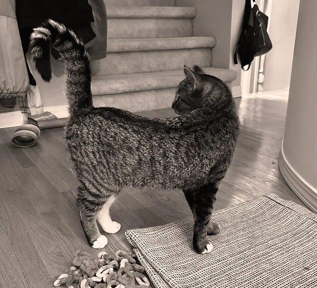 If My Life Were a Western Movie Title...