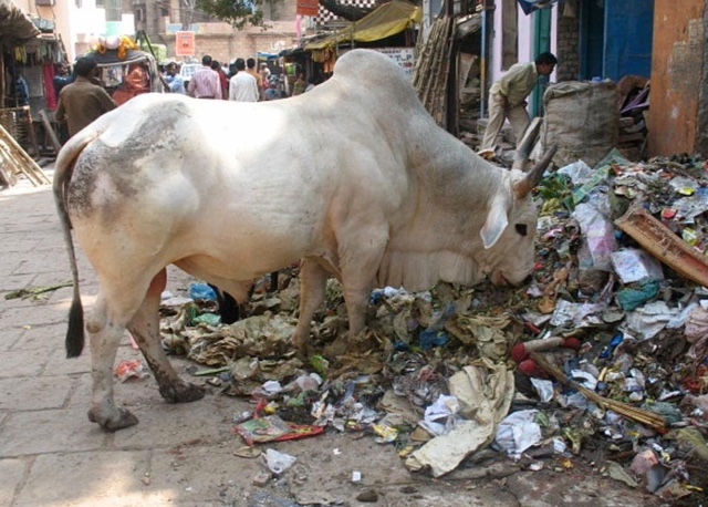 cow garbage