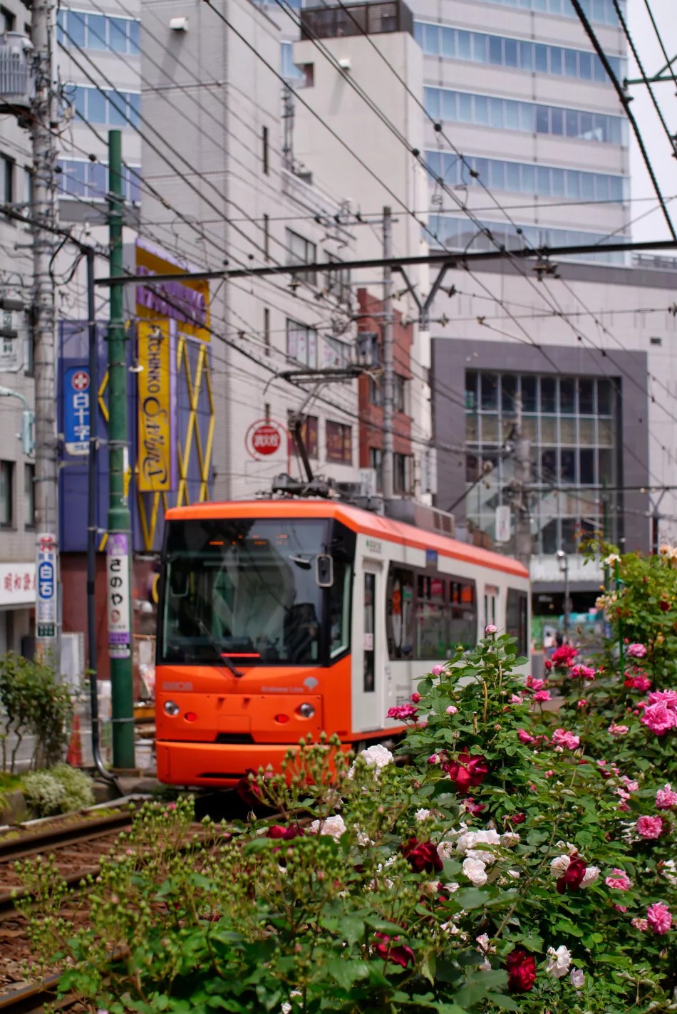 toden arakawa tokyo sakura tram with rose bushes in foreground in northern tokyo