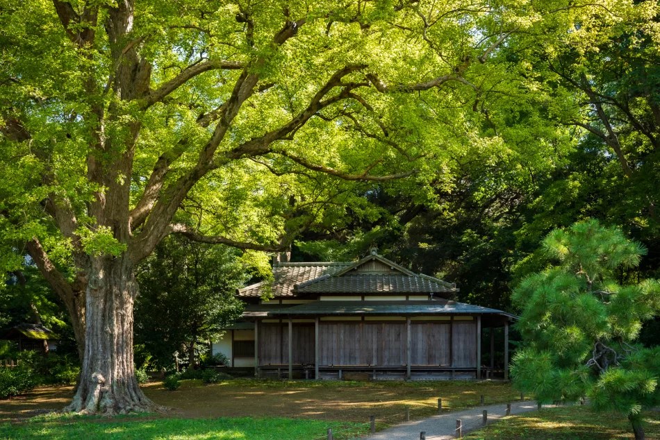 japanese tea house next to a large tree in rikugien gardens in northern tokyo