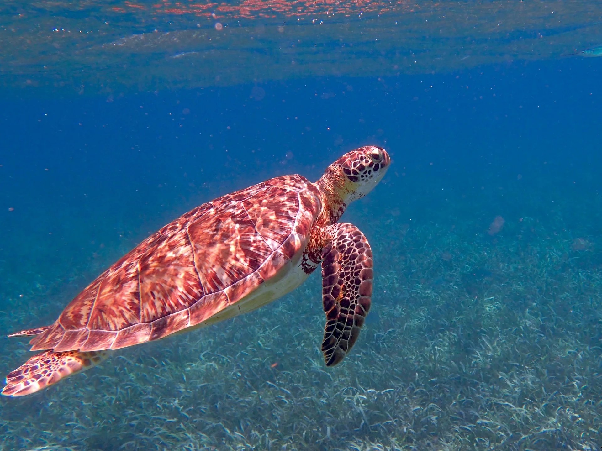  Snorkelling in Belize 
