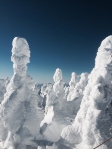 蔵王　樹氷　枯れる　見れ　ない