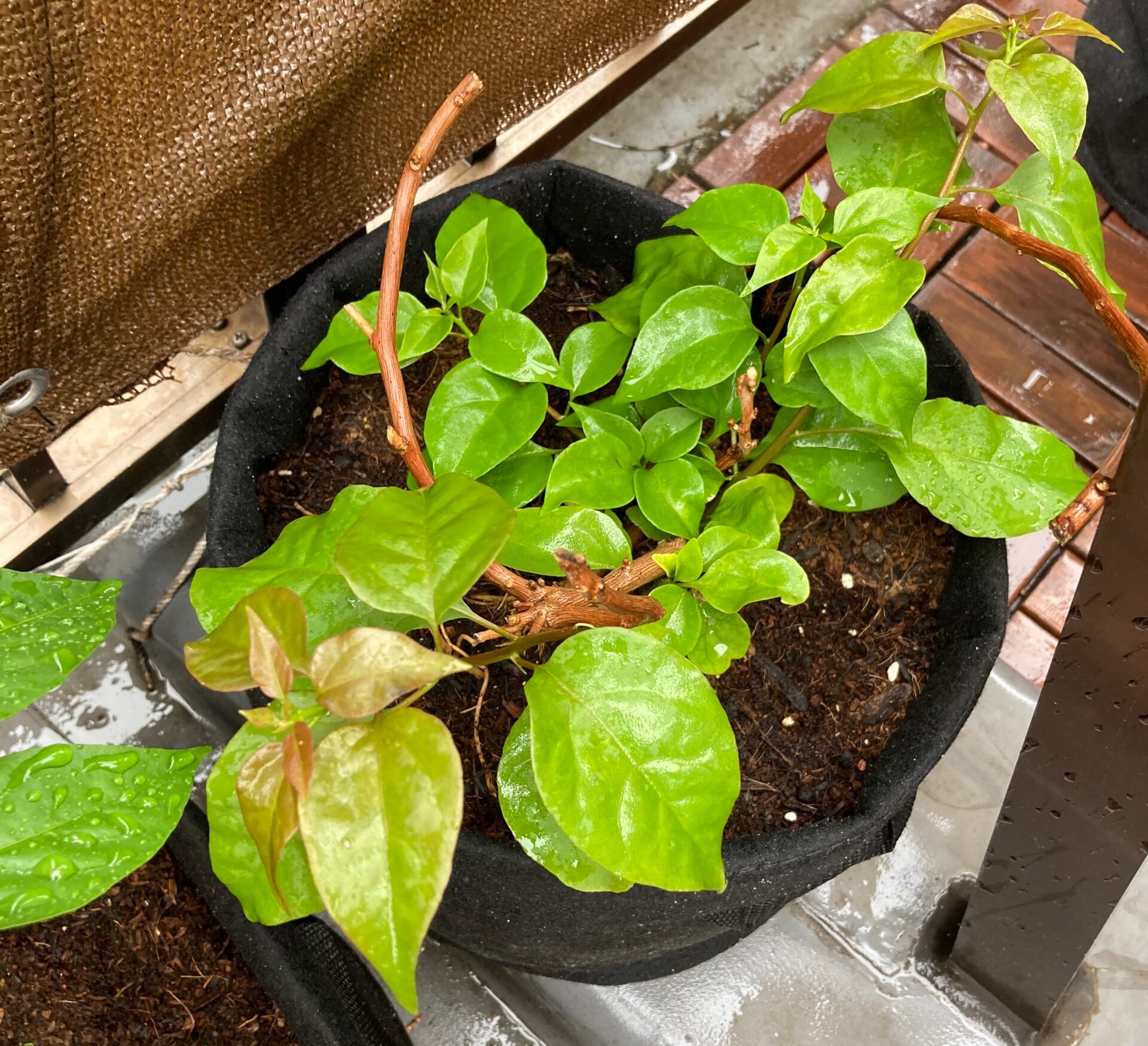 アブラムシ Aphid 東京バルコニーログ Tokyo Balcony Log