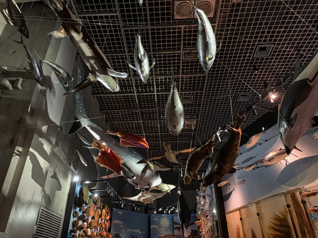 Fish sections
