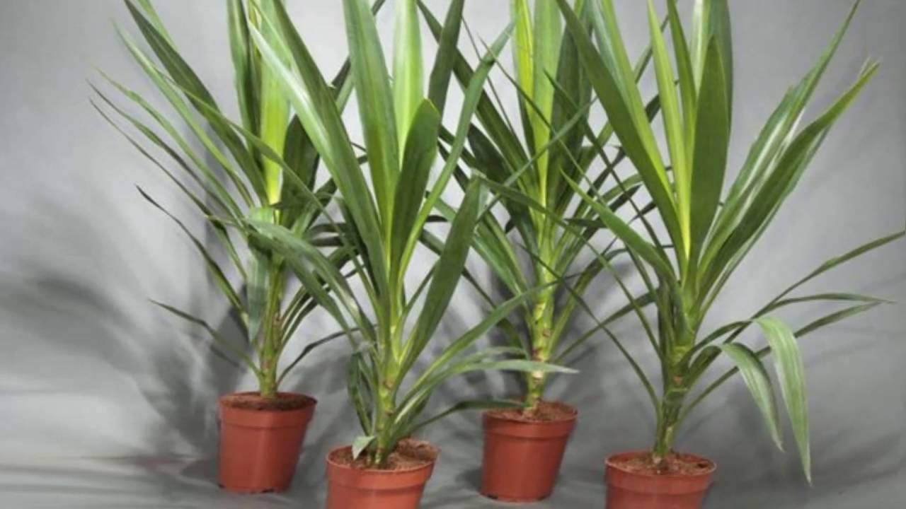 Yucca Evde Bakim Hastaliklar Ve Zararli Bocekler Ureme Fotograf